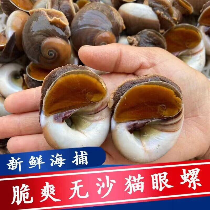 猫眼螺鲜活大号猫眼螺白玉螺海鲜海螺水产香螺贝类大沙螺红香螺