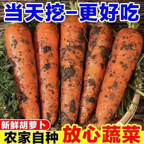 带土胡萝卜沙土地蔬菜水果红萝卜现挖农家自种新鲜食材营养