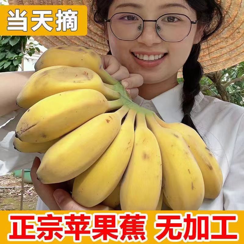 正宗苹果蕉粉香蕉新鲜自然熟当季水果粉蕉小米焦自提现摘香甜