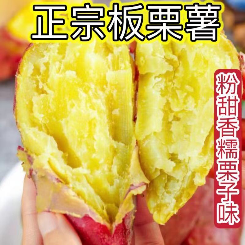 正宗板栗薯红薯新鲜粉糯香甜黄心番薯沙地板栗地瓜甜蜜软糯农特产