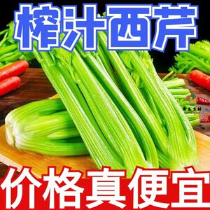 新鲜西芹大棵半叶西洋芹菜蔬菜榨汁嫩心青菜香芹5斤冷链包邮