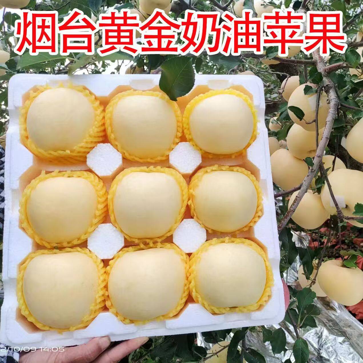 黄金奶油富士苹果山东烟台新鲜水果5斤当季冰糖心牛奶脆甜红平果