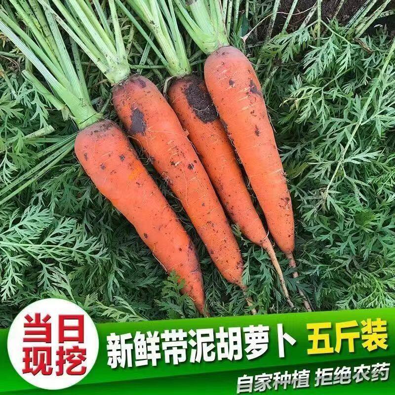 霜打水果脆甜胡萝卜沙地新鲜产地直发宝宝辅食现挖现发腌咸菜带泥