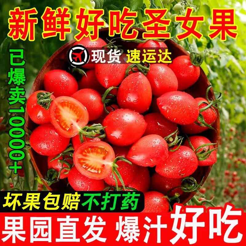 新鲜圣女果现摘新鲜小番茄樱桃西红柿寿光蔬菜孕妇水果整箱包邮