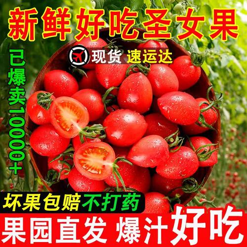 新鲜圣女果现摘新鲜小番茄樱桃西红柿寿光蔬菜孕妇水果整箱包邮