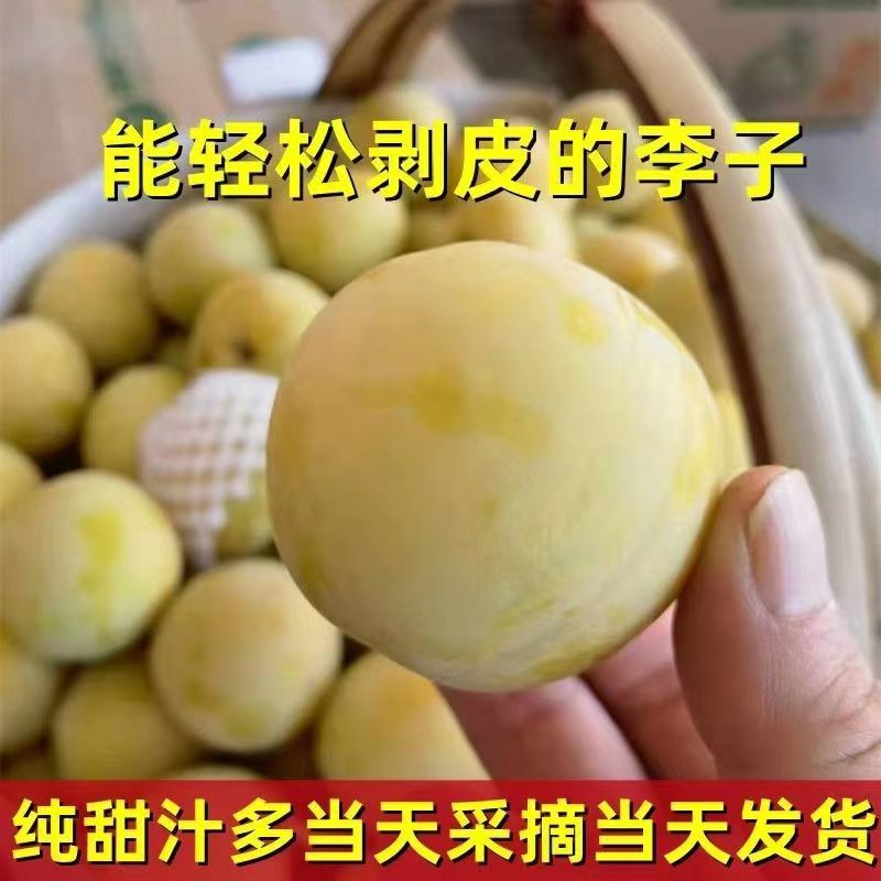 正宗桃花李新鲜现摘当季脆甜李子 大果蜜甜多汁农家鲜果坏果包赔