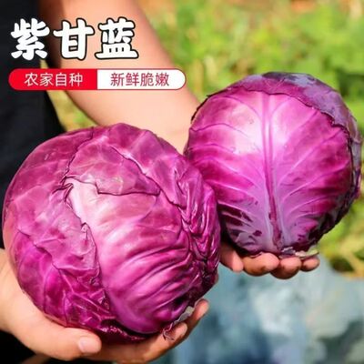 寿光蔬菜新鲜直发 紫甘蓝紫包菜紫色生菜球菜沙拉菜爆款