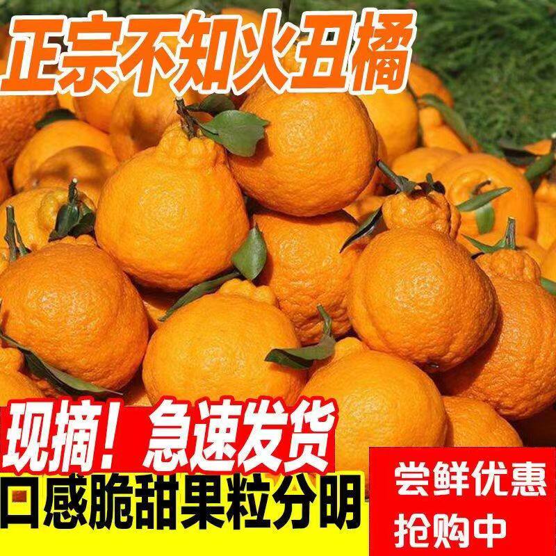 四川不知火丑橘水果新鲜整箱当季斤桔子耙耙粑粑5斤丑柑橘子现摘