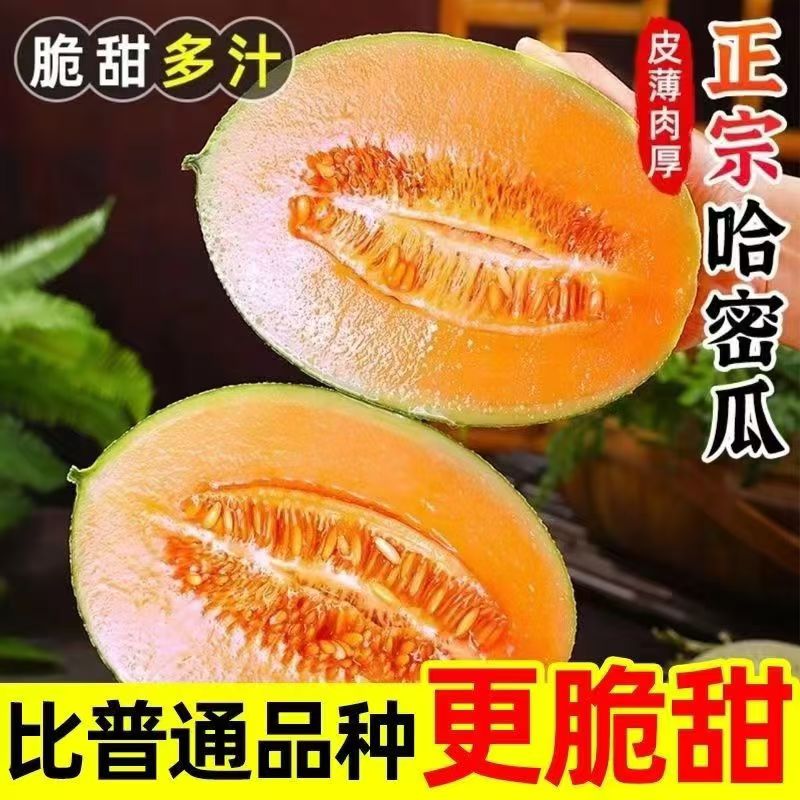 正宗甘肃哈密瓜新鲜水果当季脆甜网纹瓜西州蜜香瓜老汉瓜整箱