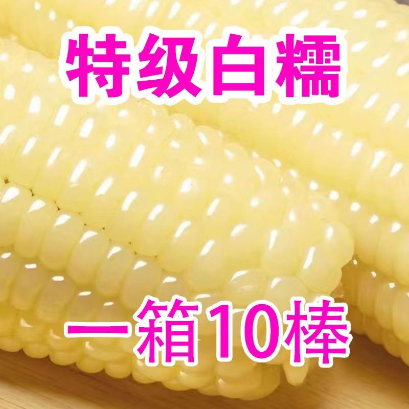 新东北白糯玉米10根新鲜包邮健康营养自然甜玉米美味零食