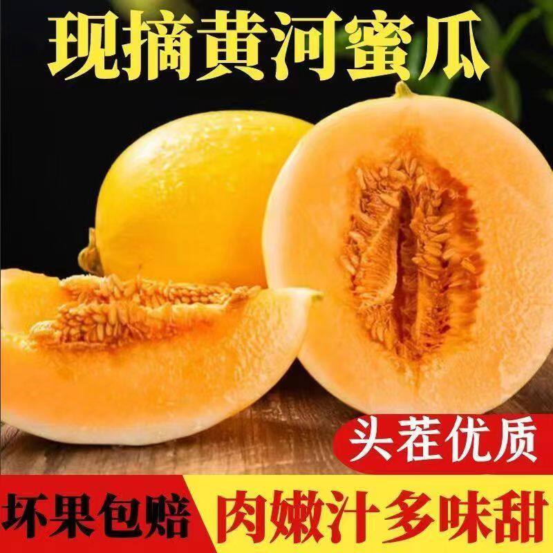 正宗头茬黄河蜜瓜甜新鲜水果应当季整箱陕西沙漠黄金脆香瓜哈密瓜