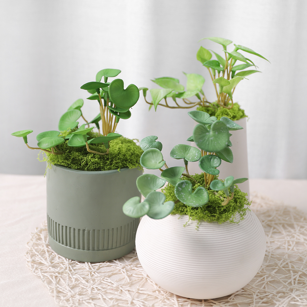 室内铜钱草客厅餐桌摆设造景道具