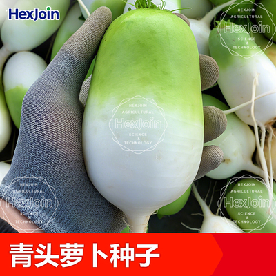 青头白萝卜种子四川种源不易糠心