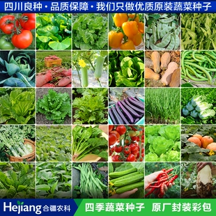 蔬菜种籽子 子莱籽生菜小白菜香葱韭菜香菜菠菜盆栽种孑大全 四季