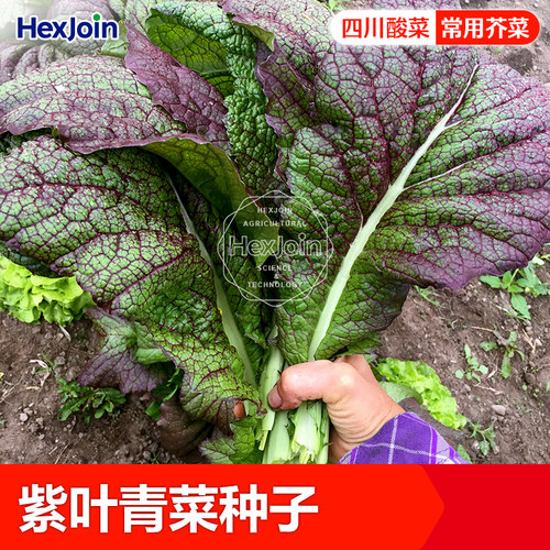 四川泡菜专用青菜芥菜种子菜叶大