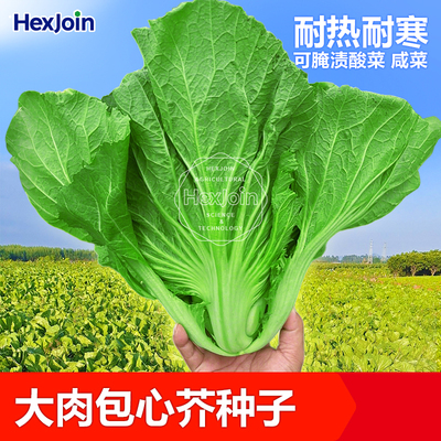 大肉包心芥菜种子腌渍泡菜酸菜耐热四季播种蔬菜种孑