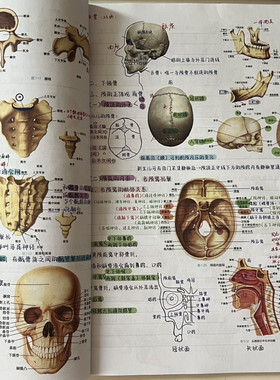 升级版霍琨系统解剖学笔记本彩色打印胶装笔记本