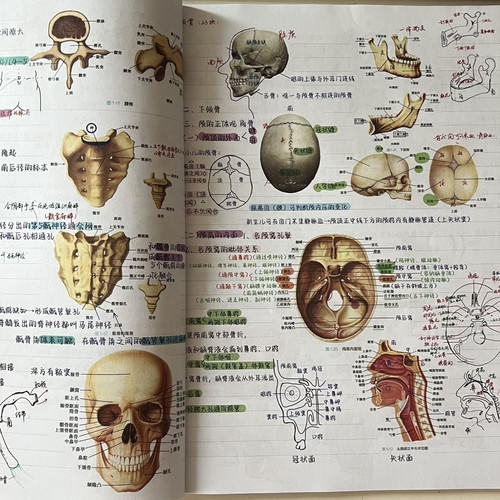 升级版霍琨系统解剖学笔记本彩色打印胶装笔记本