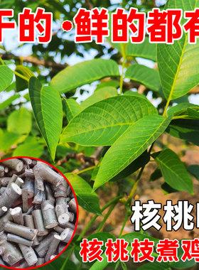 四川深山新鲜现摘核桃叶