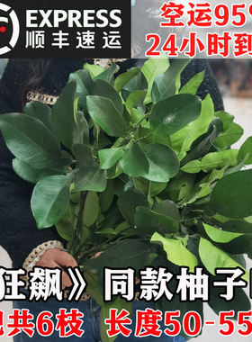 【24小发货】新鲜柚子叶带枝包邮乔迁新居出狱转运开运沐浴纯叶子