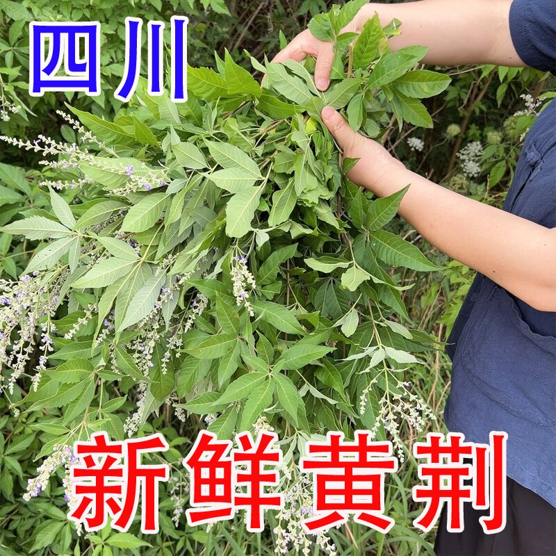 四川野生黄荆新鲜采摘黄荆枝黄荆叶菜类