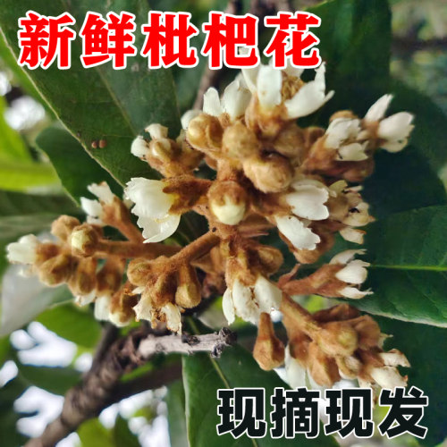 枇杷花500g新鲜枇杷膏原料