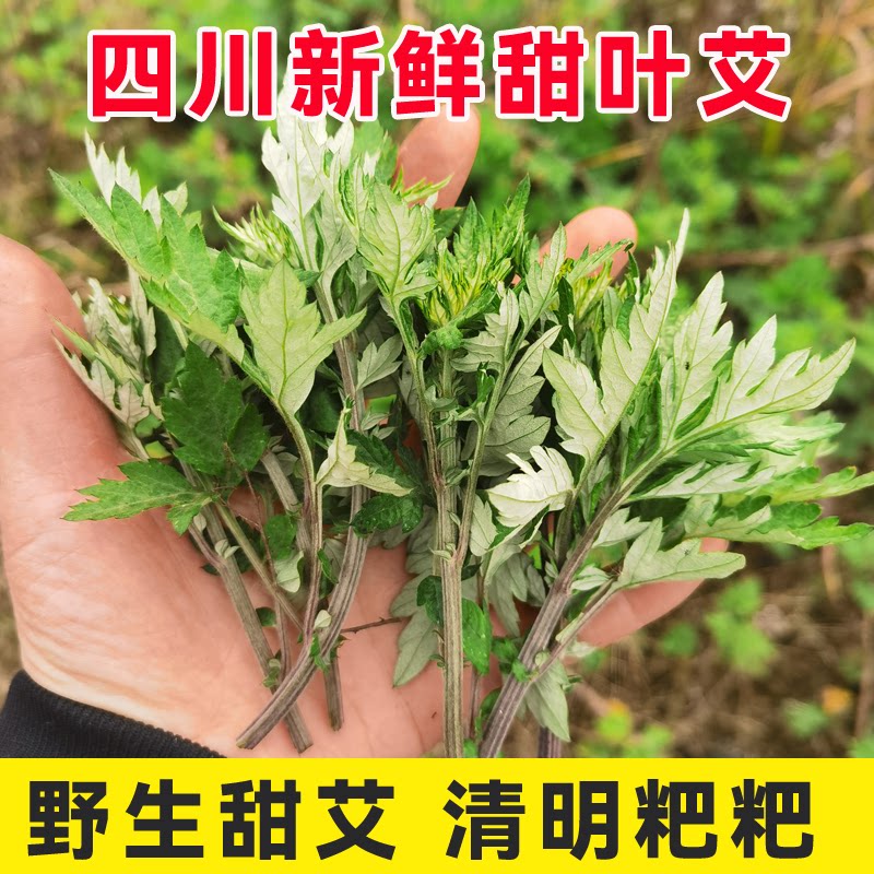 【野生甜艾草】当季艾草 叶新鲜的嫩艾叶食用艾蒿清明草青团材料