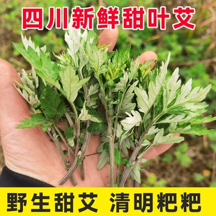 【野生甜艾草】当季艾草 叶新鲜的嫩艾叶食用艾蒿清明草青团材料