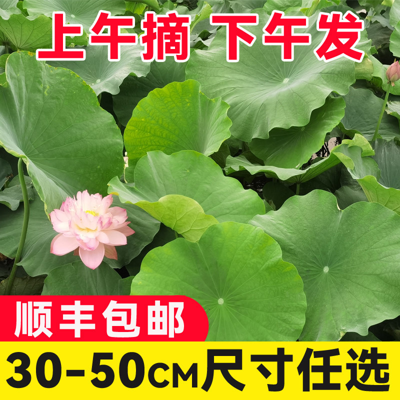 10张新鲜现摘荷叶整张