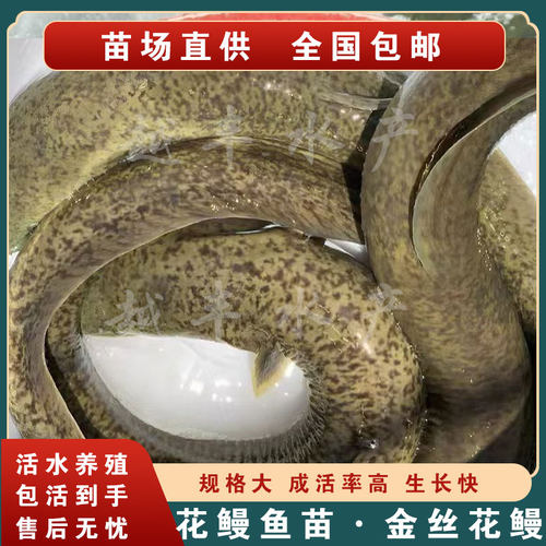 金丝花鳗鱼苗花锦鳗花锦鳝