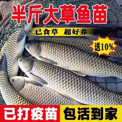草鱼苗脆肉鲩鱼苗草棒鱼