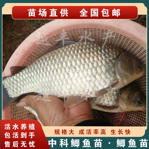 中科五号银鲫鱼白鲫鱼大板鲫