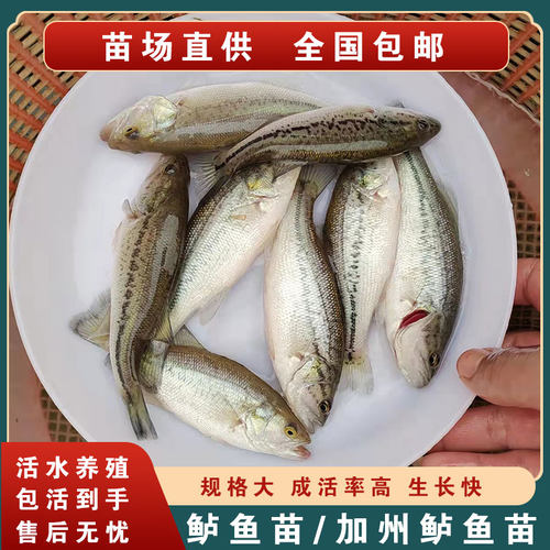 加州鲈鱼苗大口黑鲈鱼包货到手