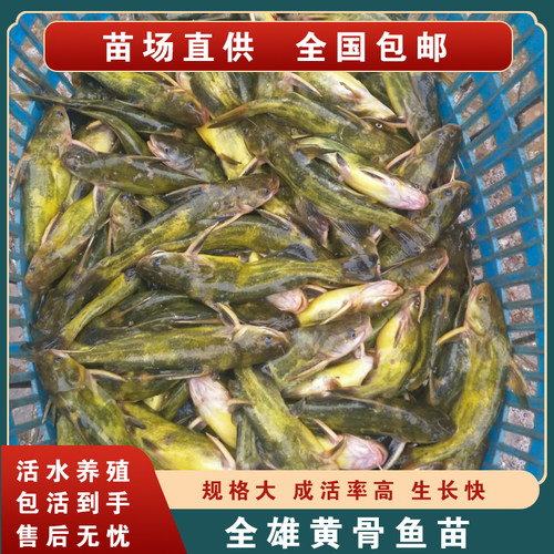 黄骨鱼苗黄辣丁黄颡鱼嘎鱼苗