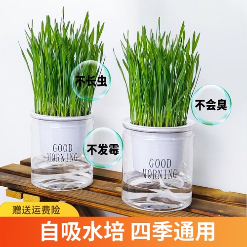 猫草猫零食种子盆栽猫草粒小麦种子幼猫去毛球化毛草懒人猫咪用品