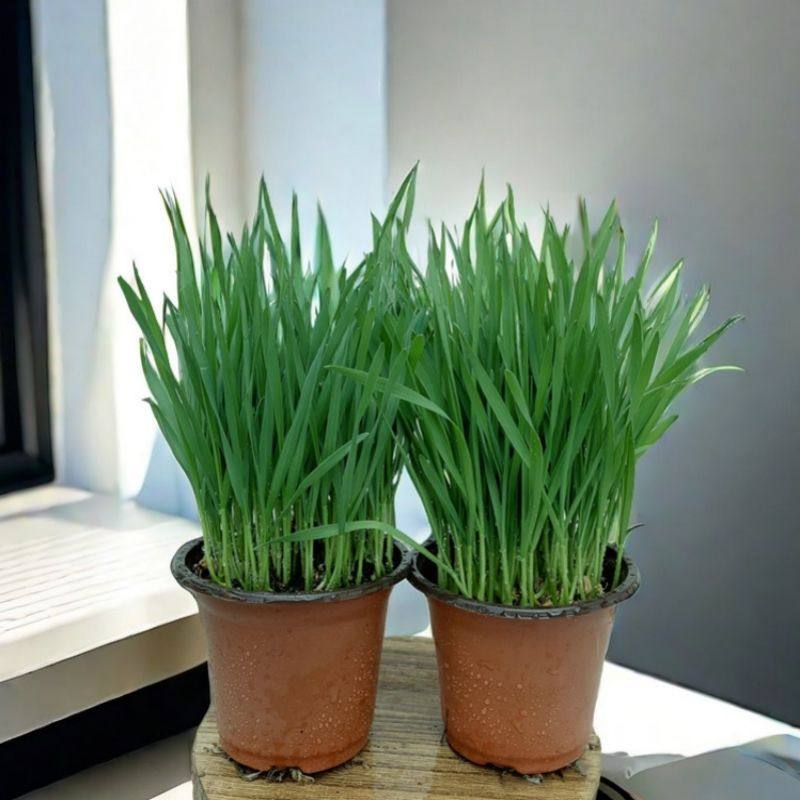 猫草已长自种已种盆栽即食种植新鲜零食猫咪种去毛球四季猫草自种,宠物/宠物食品及用品,猫条,淘宝优惠券,粉丝福利购,淘宝优惠卷