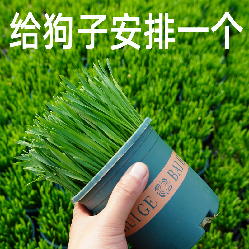 狗草狗可以吃的草助消化