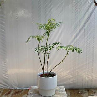 十大功劳黄天竹绿植耐阴耐寒好养客厅趣味庭院室内意境感造型