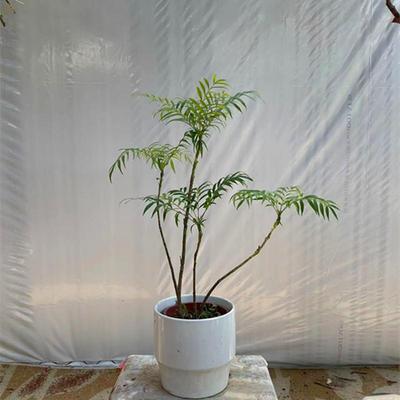 大型绿植盆栽四季常青耐阴耐晒