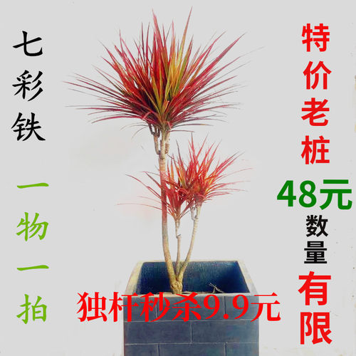 七彩千年木大苗盆栽龙血树客厅