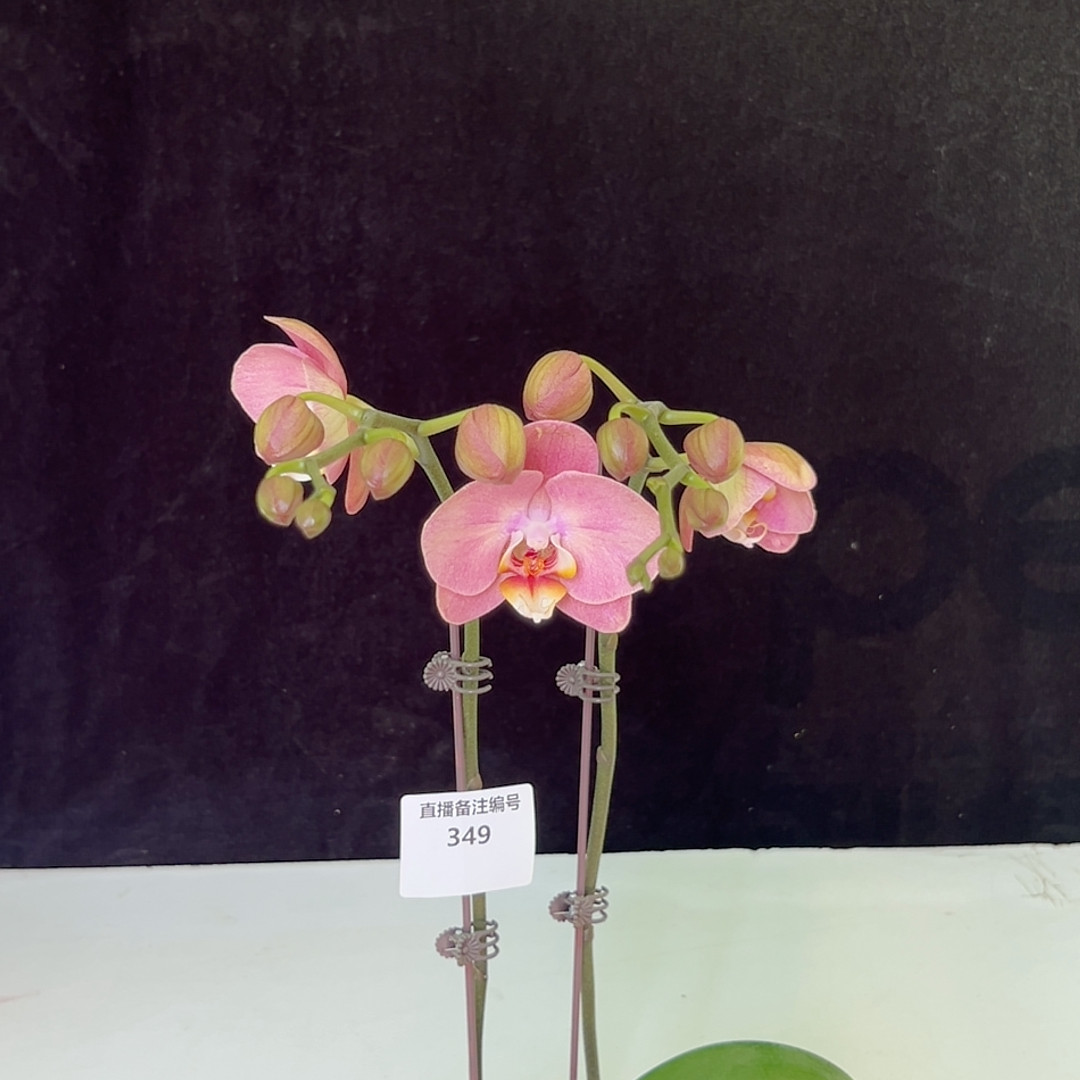 金车蜜桃3寸双剑,鲜花速递/花卉仿真/绿植园艺,国兰/杂交兰/洋兰类,淘宝优惠券,粉丝福利购,淘宝优惠卷