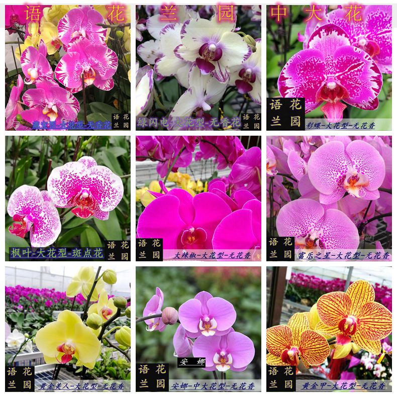 蝴蝶兰大花带花苞广东基地发货