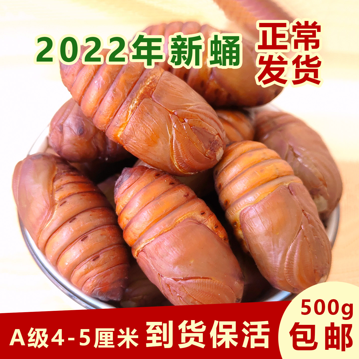 [正常发货]柞蚕蛹新鲜黄黑蛹蝉蛹