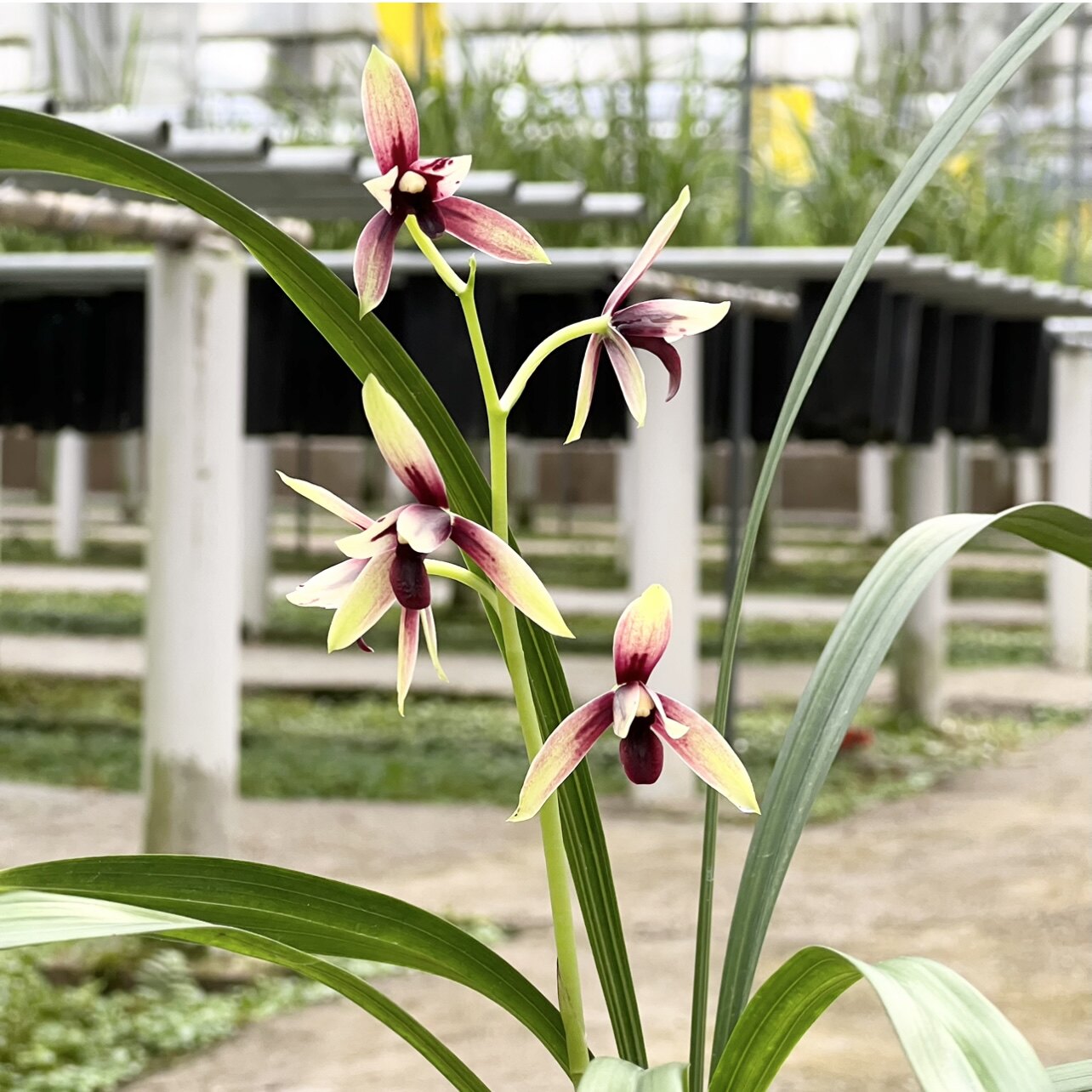 兰花苗建兰三剑客铭品色花赤城四季浓香夏秋季带花苞室内绿植盆栽