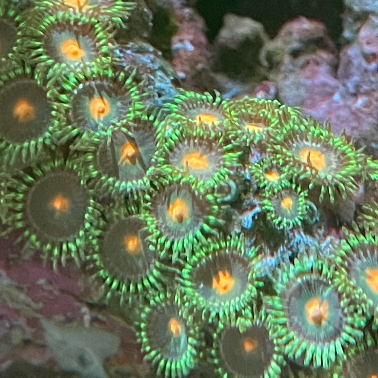 美国队长纽扣珊瑚海水鱼缸新手试水纽扣拼盘幻彩纽扣海水造景生物