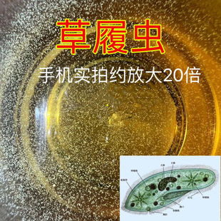 草履虫种洄水幼鱼鱼苗小型鱼开口泰斗鱼饲料实验教学培养液过滤网