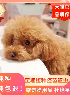 纯种泰迪幼犬茶杯贵宾犬飞耳泰迪灰色小体家养活体宠物可爱宠物狗
