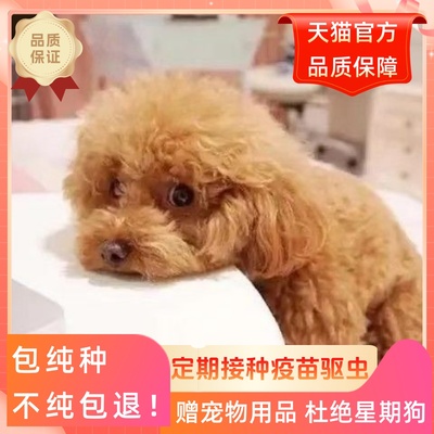 纯种泰迪幼犬茶杯贵宾犬飞耳泰迪灰色小体家养活体宠物可爱宠物狗