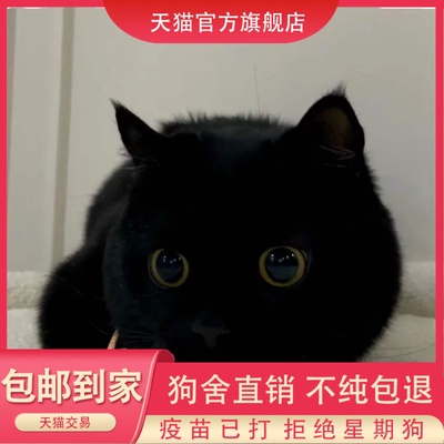英短纯黑矮脚猫幼猫纯种英国短毛猫活体孟买小黑猫网红千岁岁同款