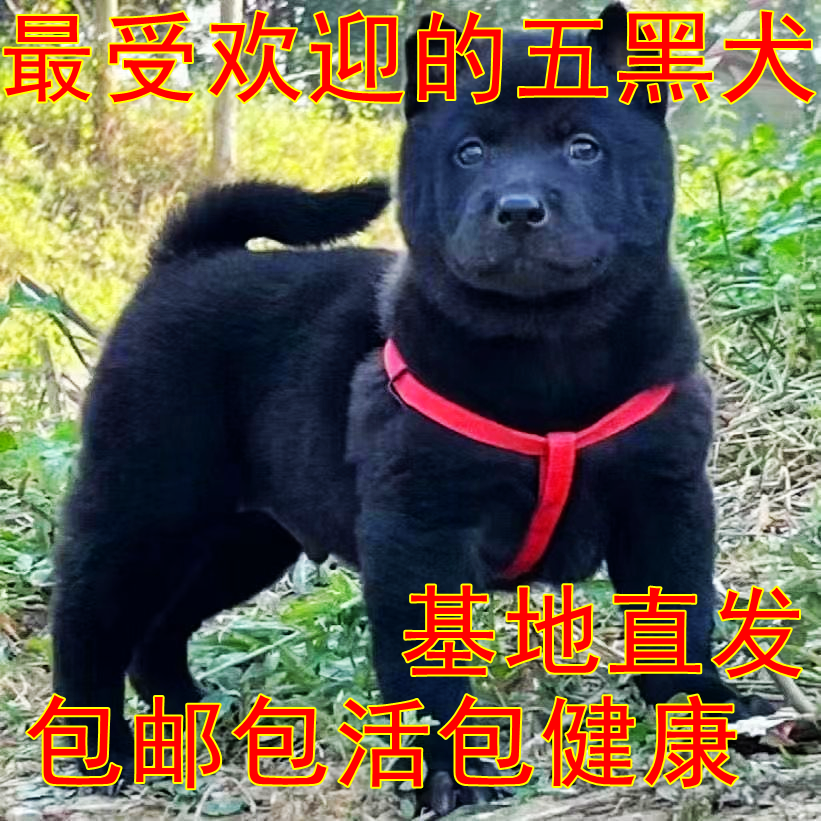 五黑犬混血广西土猎犬中华田园犬纯黑幼崽土狗大型犬大骨架活体狗